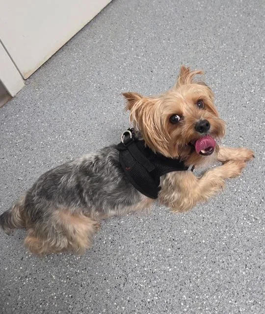 An adult small-sized male Bicolor Yorkshire Terrier dog named Webster for adoption in League City, TX
