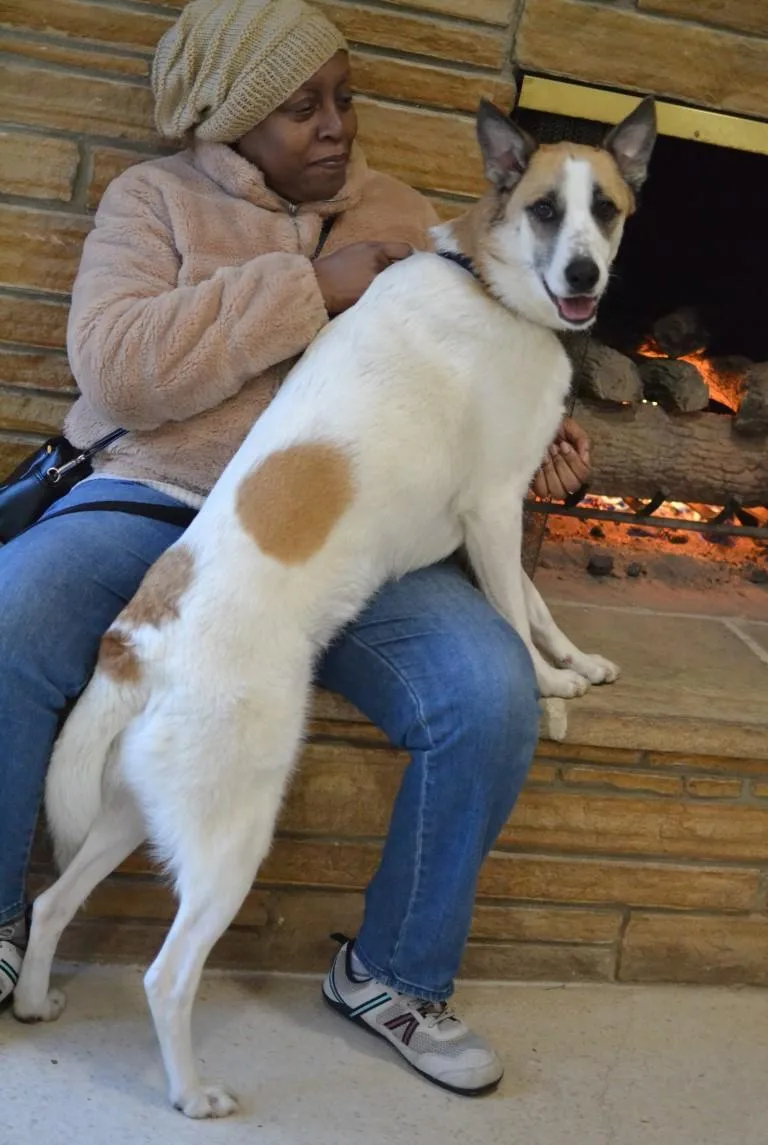 An adult large-sized male Shepherd dog named Arlo for adoption in Germantown, TN