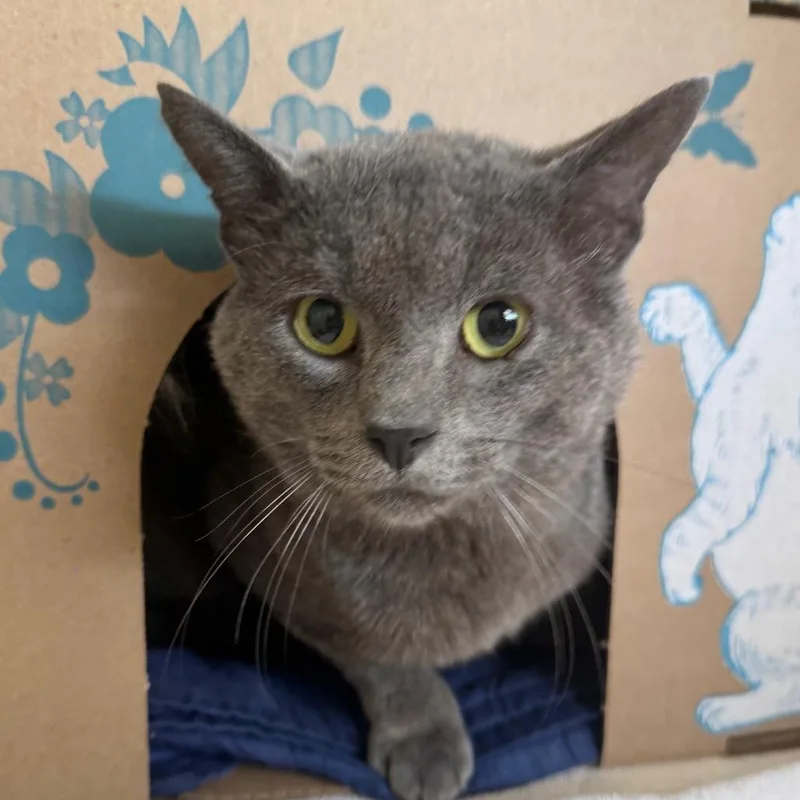 An adult large-sized male Gray / Blue / Silver Domestic Short Hair cat named Mitzer Mitzer for adoption in West Olive, MI