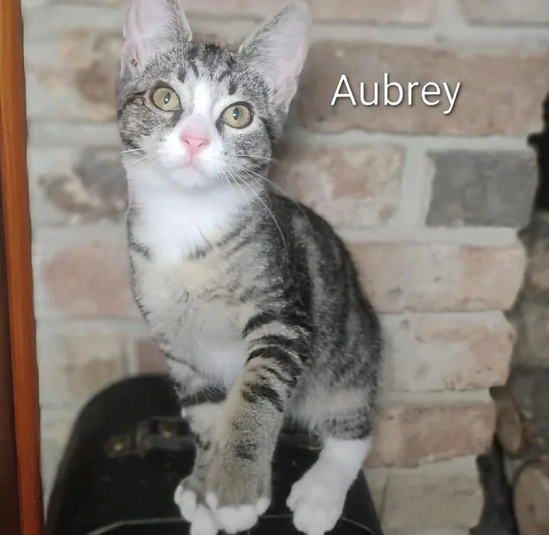 A baby small-sized male Domestic Short Hair cat named Aubrey for adoption in Groveland, MA