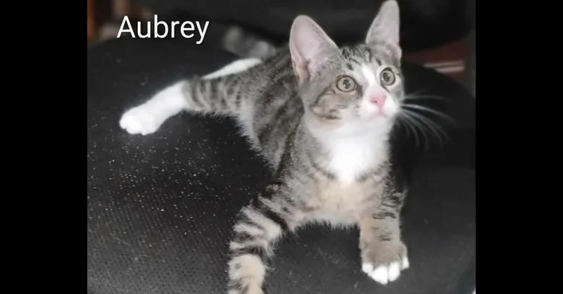 Aubrey thumbnail 3