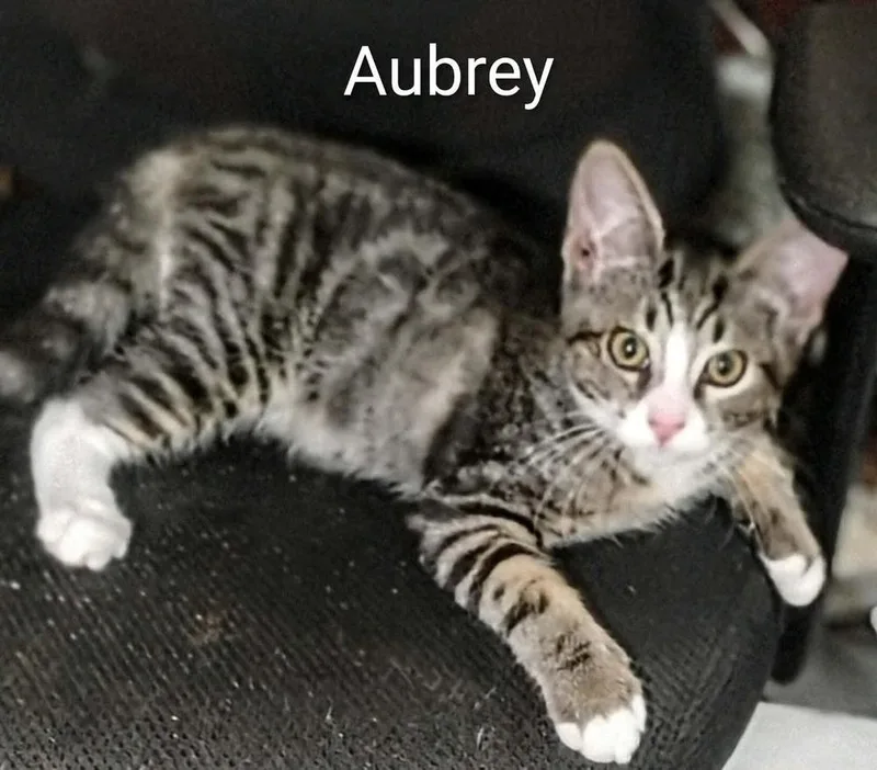 Aubrey thumbnail 4