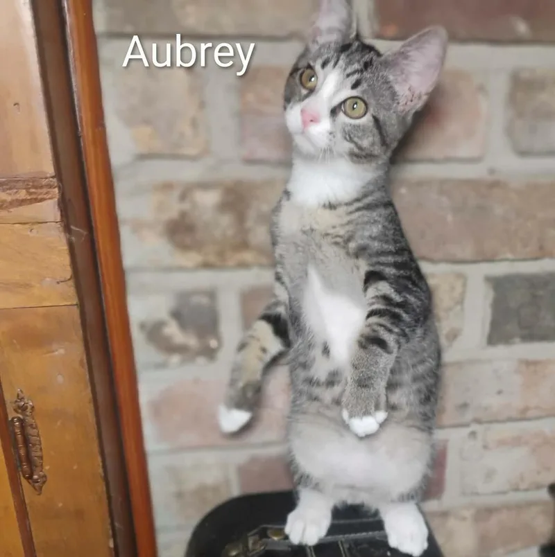 Aubrey thumbnail 5
