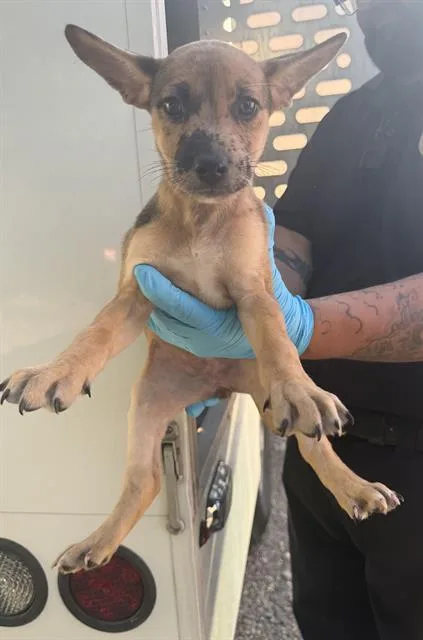 A baby small-sized female American Staffordshire Terrier dog named Elia for adoption in San Antonio, TX