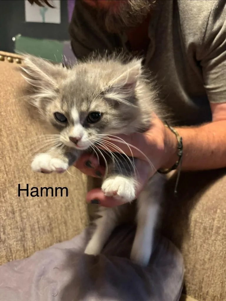 A baby medium-sized female Domestic Short Hair cat named Hamm for adoption in Johnson City, TN