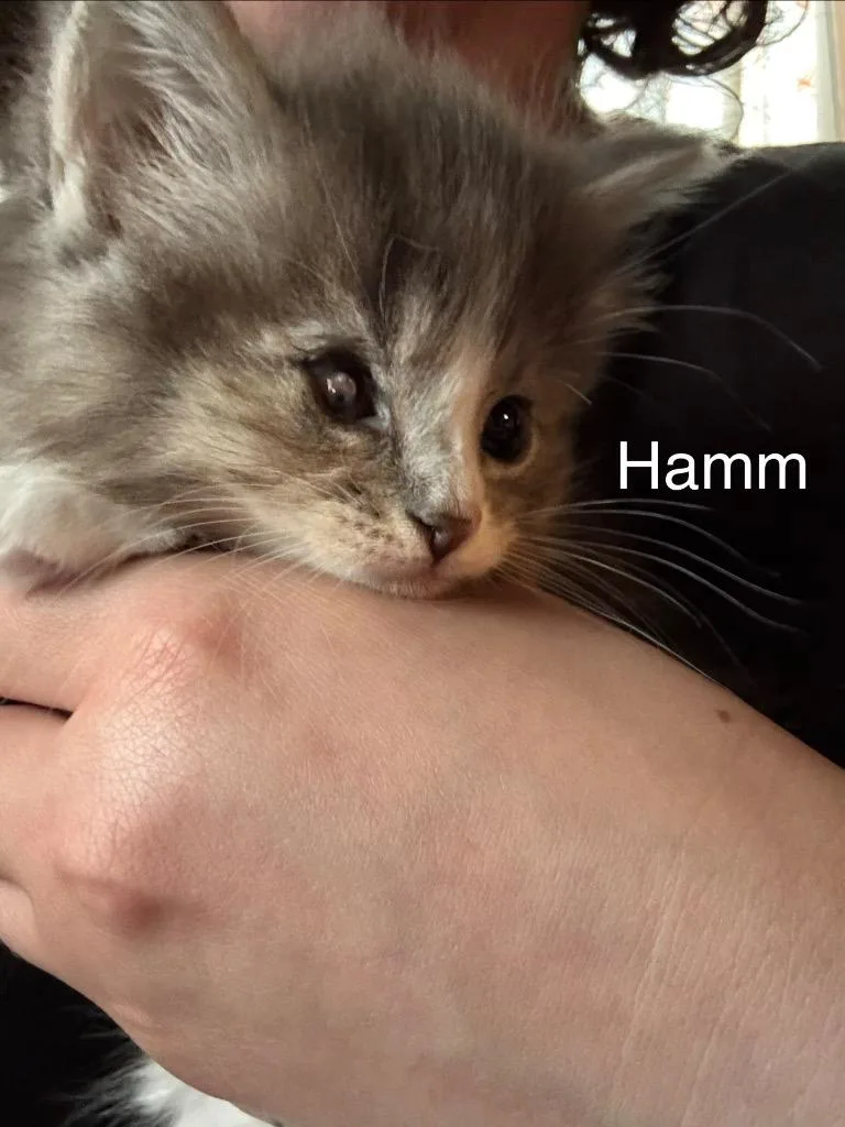 Hamm thumbnail 2