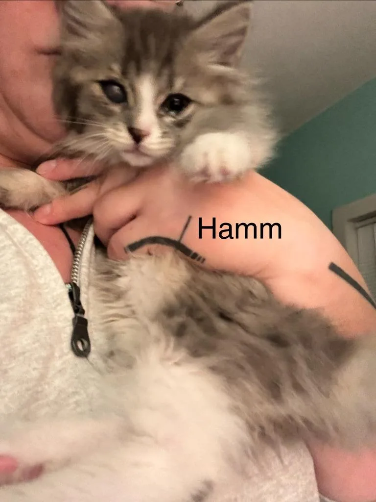 Hamm thumbnail 4