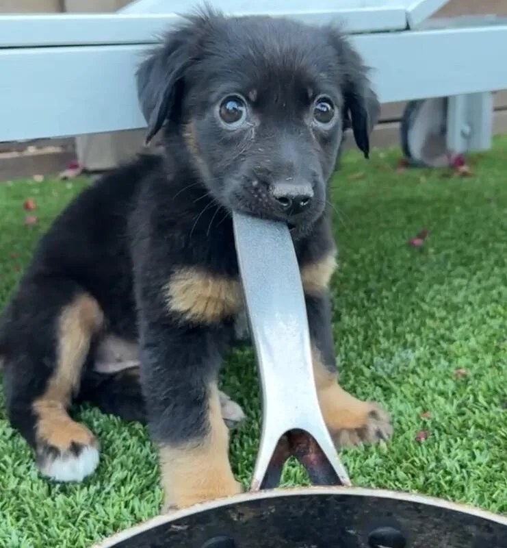 A baby medium-sized female Black Dachshund dog named Emerald for adoption in Van Nuys, CA