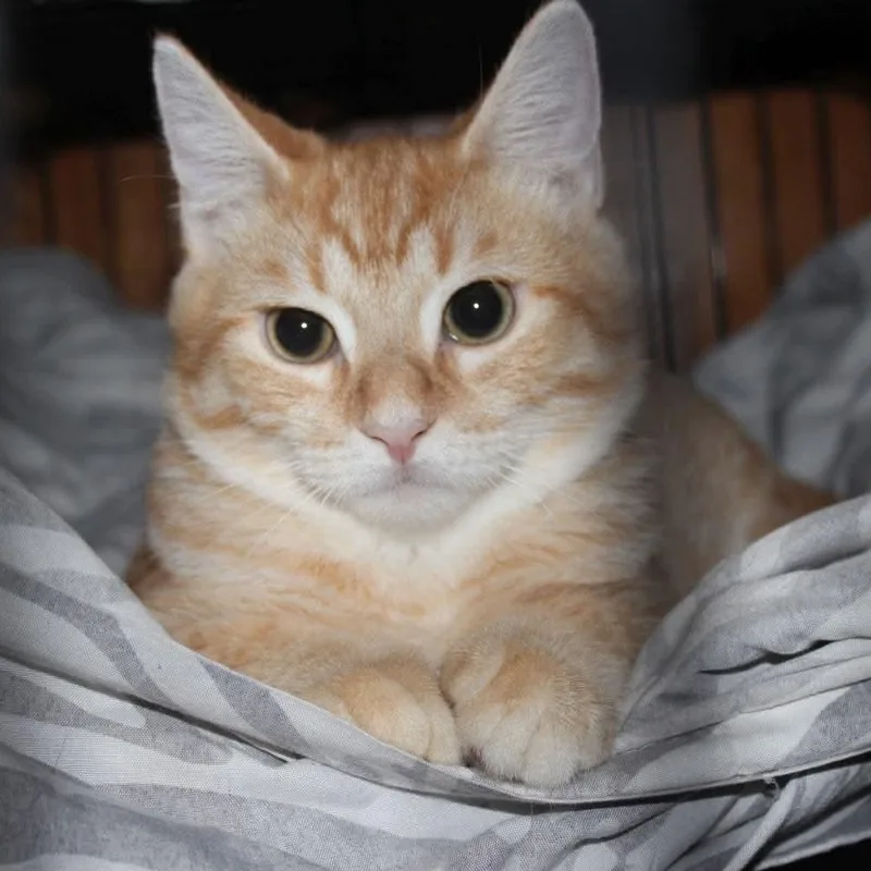 A baby medium-sized male Orange & White Tabby cat named Soldier for adoption in Fairborn, OH
