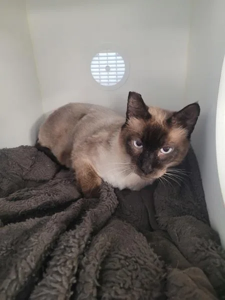 A senior medium-sized male Snowshoe cat named Mark for adoption in El Cajon, CA