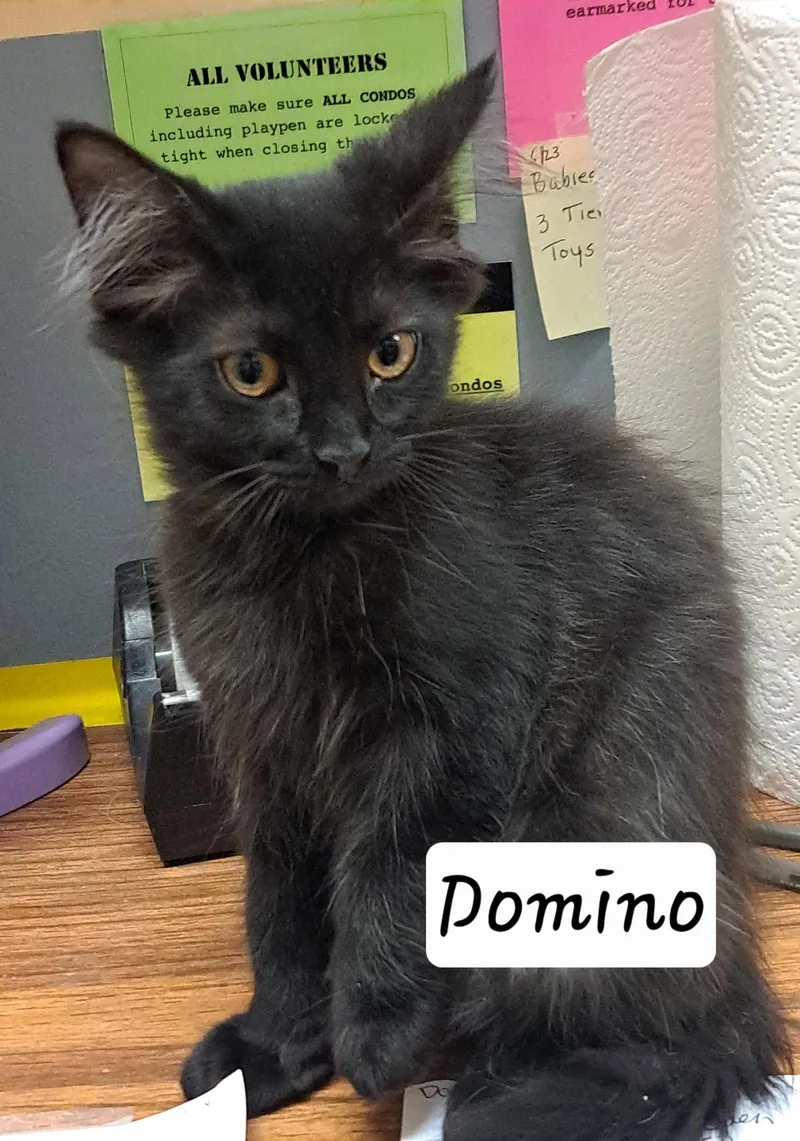 A baby medium-sized male Domestic Long Hair cat named Domino: DLHDMH for adoption in Greenville, DE
