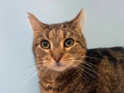 An adult small-sized male Domestic Short Hair cat named Tigger for adoption in Woodbury, MN