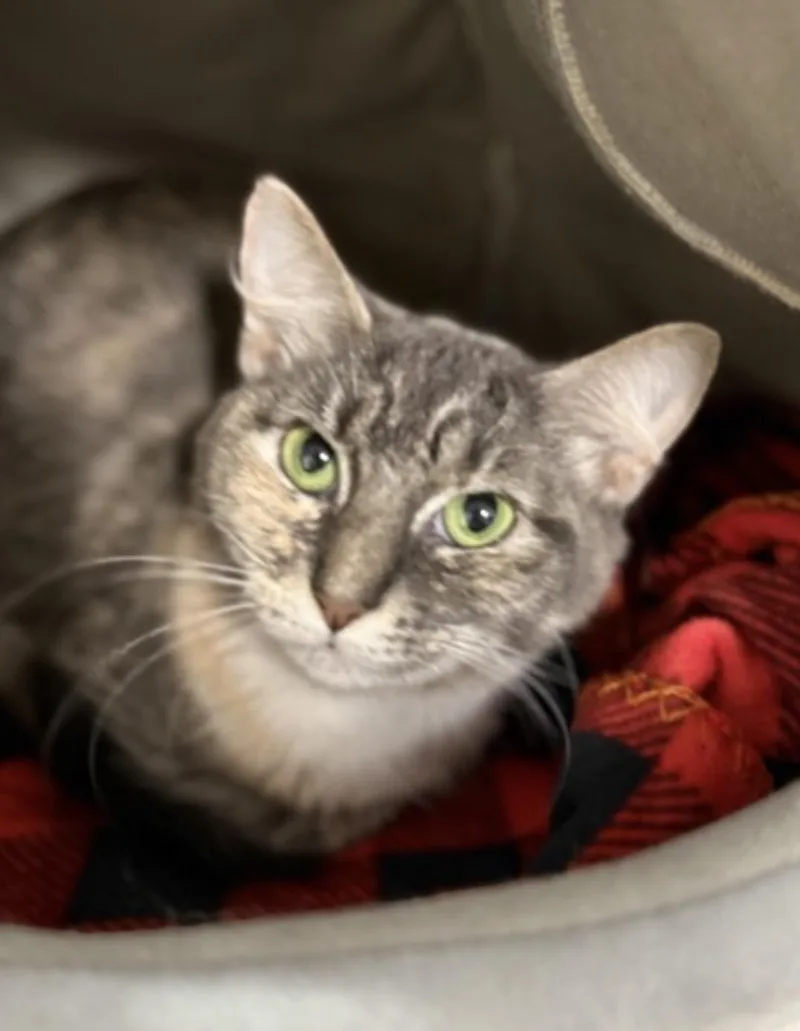 An adult medium-sized female Domestic Short Hair cat named Monica for adoption in Pawleys Island, SC