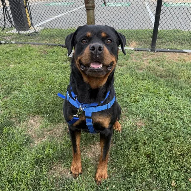 A young extra large-sized male Rottweiler dog named Rocky for adoption in Boston, MA