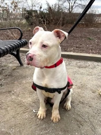 An adult large-sized male Mixed Breed dog named Tooths for adoption in West Chester, PA