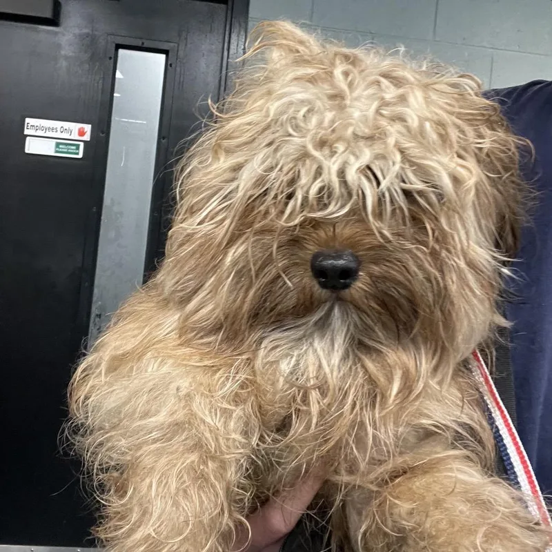 Chewy