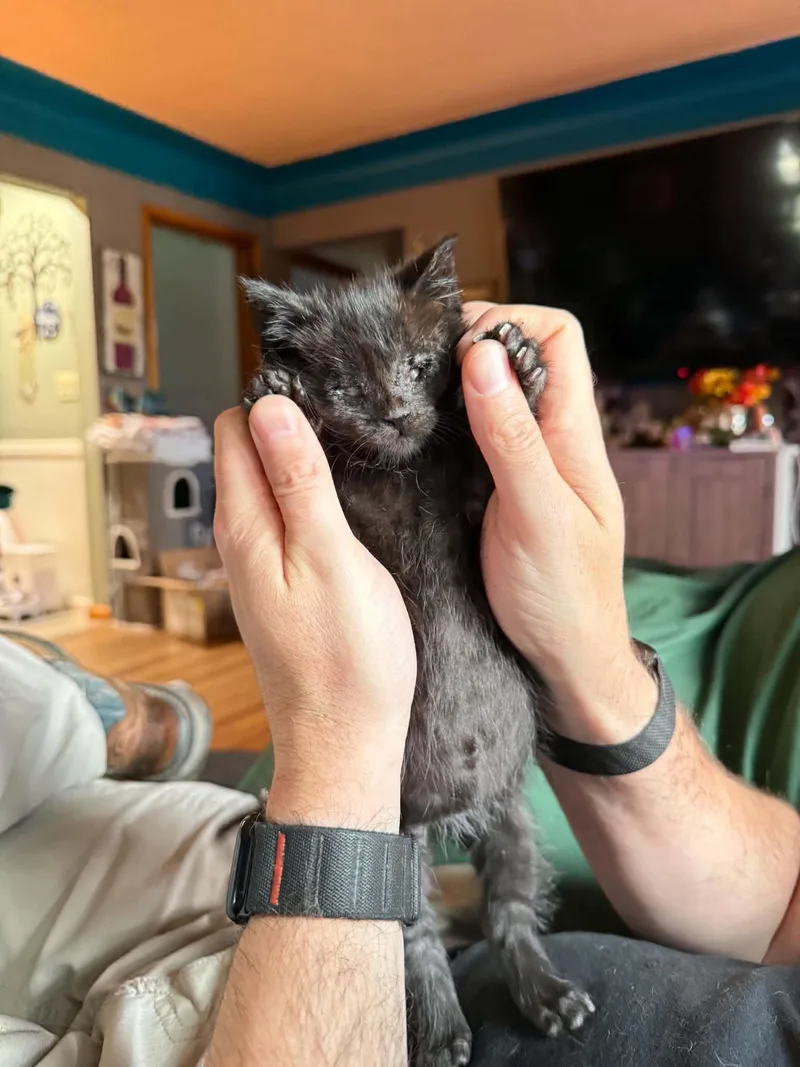 A young medium-sized male Black Domestic Short Hair cat named Salem for adoption in Jackson, MN