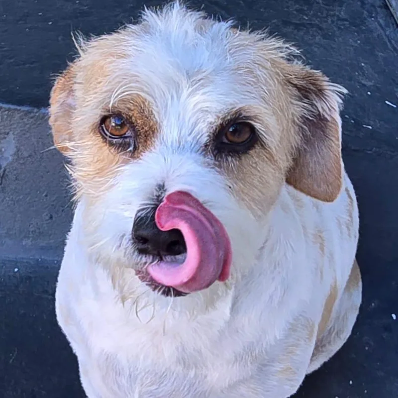 An adult small-sized female Jack Russell Terrier dog named Manchita for adoption in New York, NY