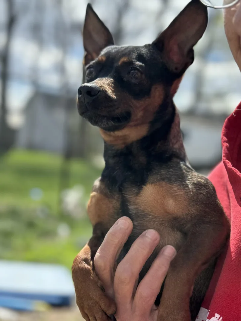 Chowder! Sweet Awesome Girl! thumbnail 3