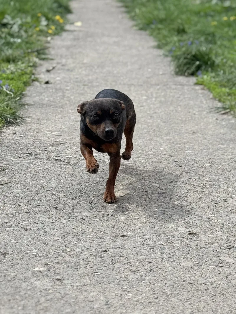 Chowder! Sweet Awesome Girl! thumbnail 4