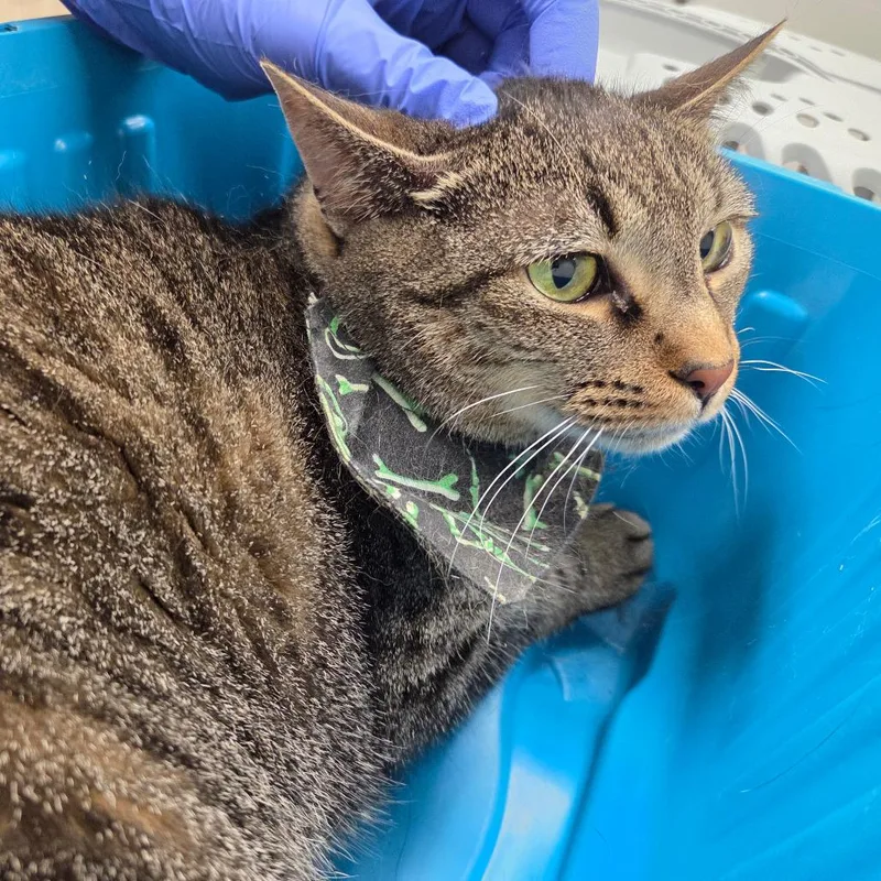 An adult medium-sized female Brown / Chocolate Domestic Short Hair cat named Spirit for adoption in Chattanooga, TN