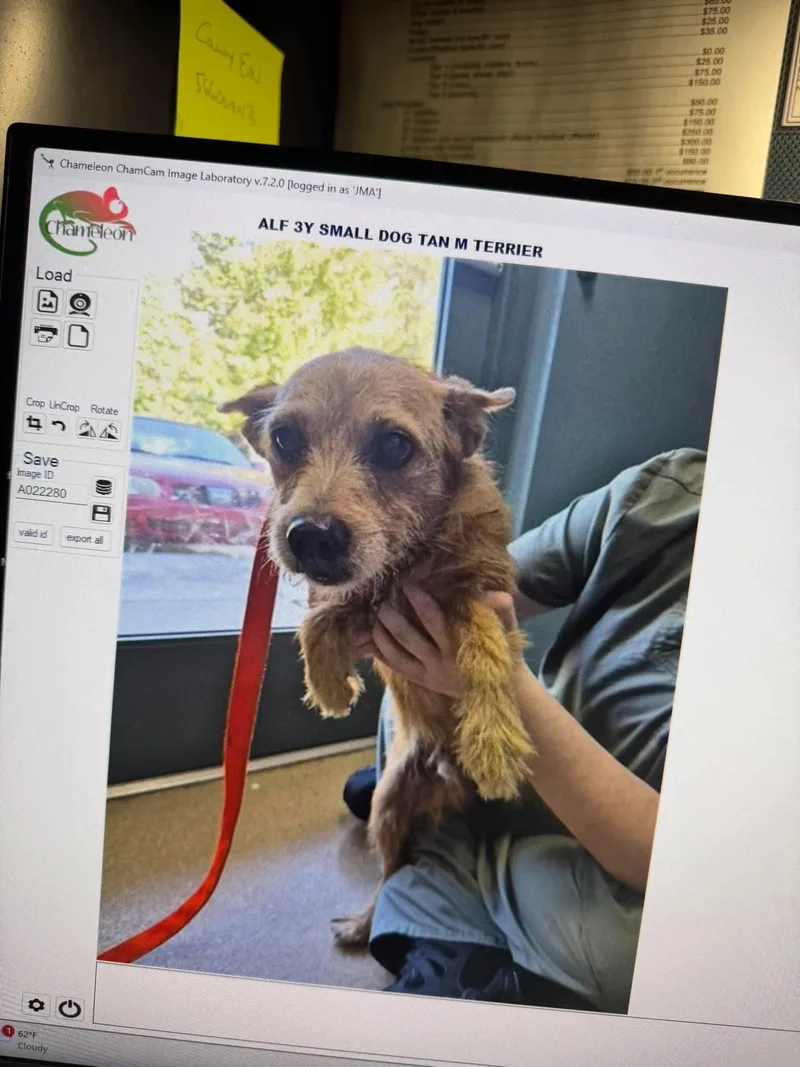 An adult small-sized male Mixed Breed dog named Alf for adoption in Holbrook, NY