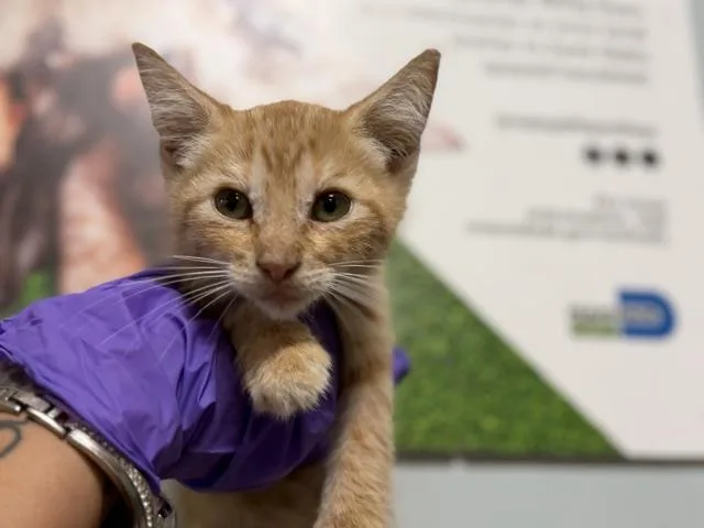 A baby small-sized male Domestic Short Hair cat named Honey for adoption in Miami, FL