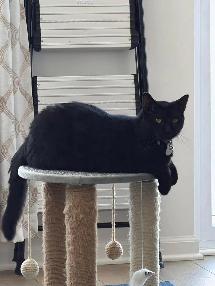A young medium-sized male Domestic Short Hair cat named Onyx for adoption in Chicago, IL