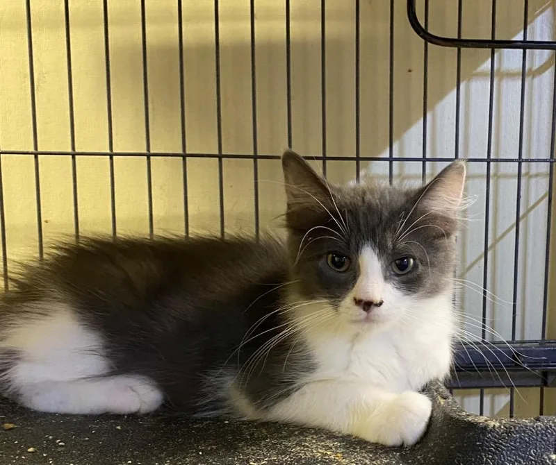 Whatchamacallit thumbnail 2