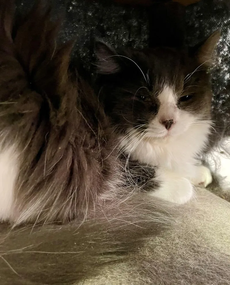 Whatchamacallit thumbnail 3