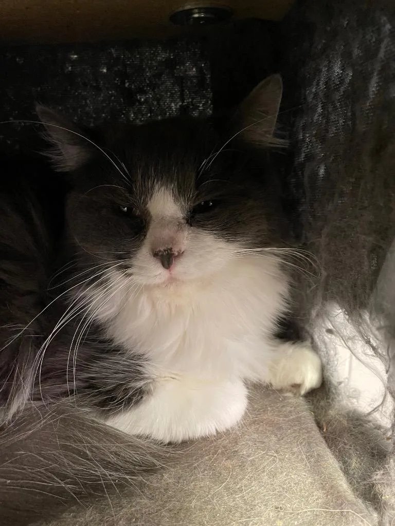 Whatchamacallit thumbnail 4