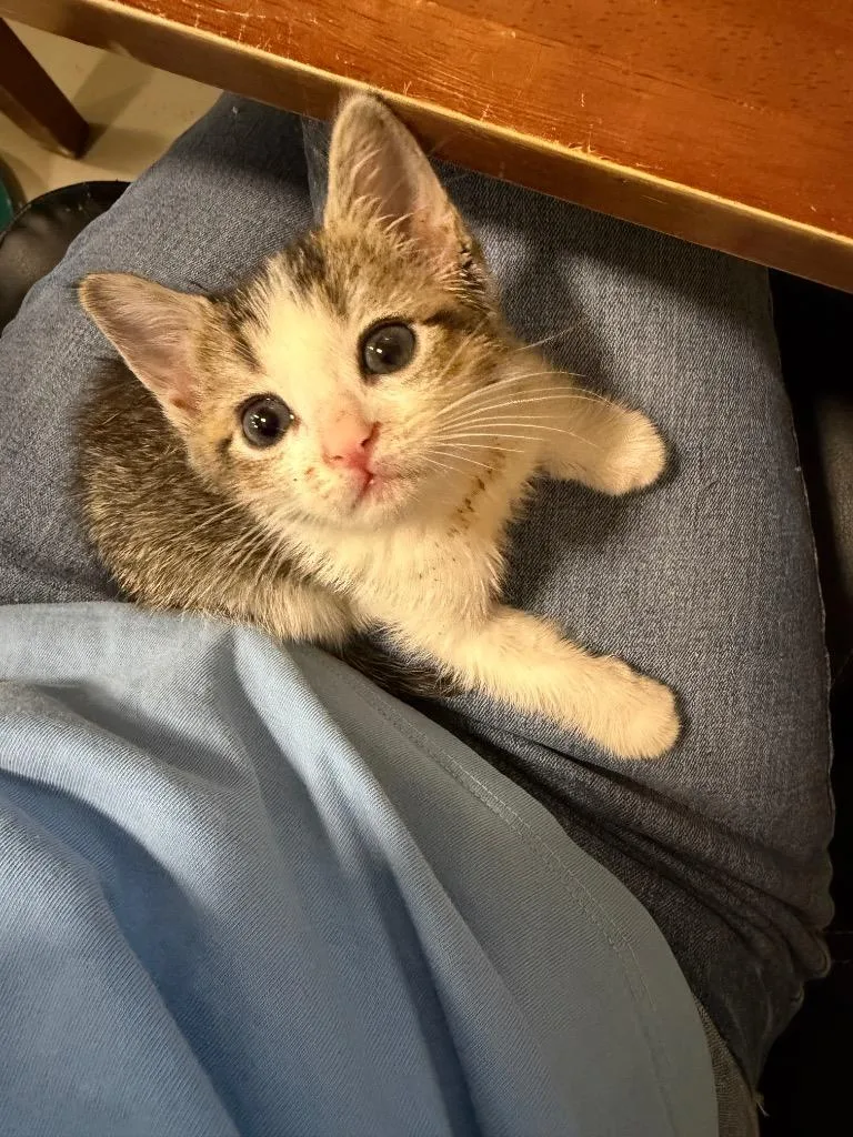 A baby small-sized female Domestic Short Hair cat named Suki for adoption in La Verkin, UT
