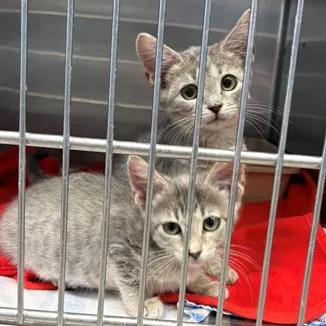 A baby small-sized female Gray / Blue / Silver Domestic Short Hair cat named Cayman for adoption in Austin, TX