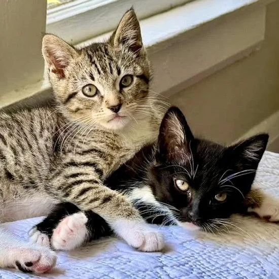 A baby small-sized male Brown / Chocolate Domestic Short Hair cat named Clarke for adoption in Oakland, CA
