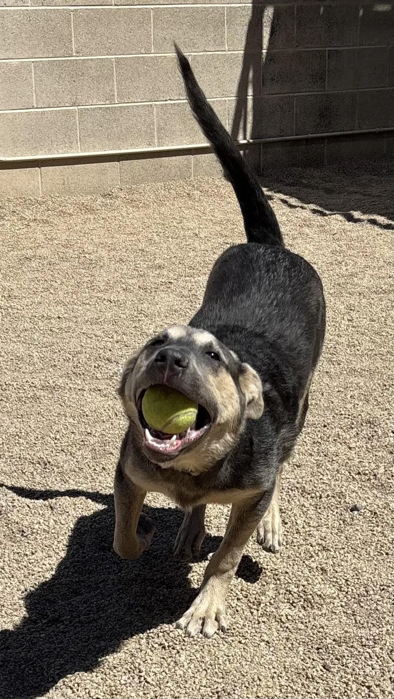 A baby medium-sized male German Shepherd Dog dog named Norman for adoption in Phoenix, AZ