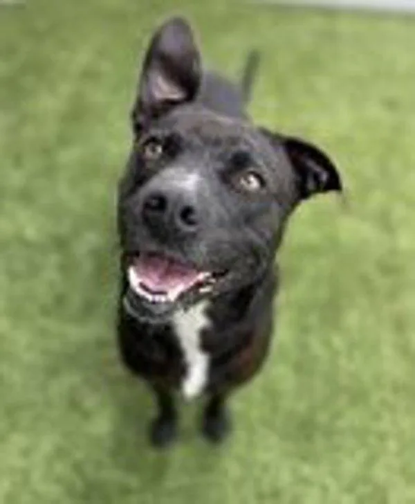 An adult large-sized female Pit Bull Terrier dog named Kamilla for adoption in Stratham, NH