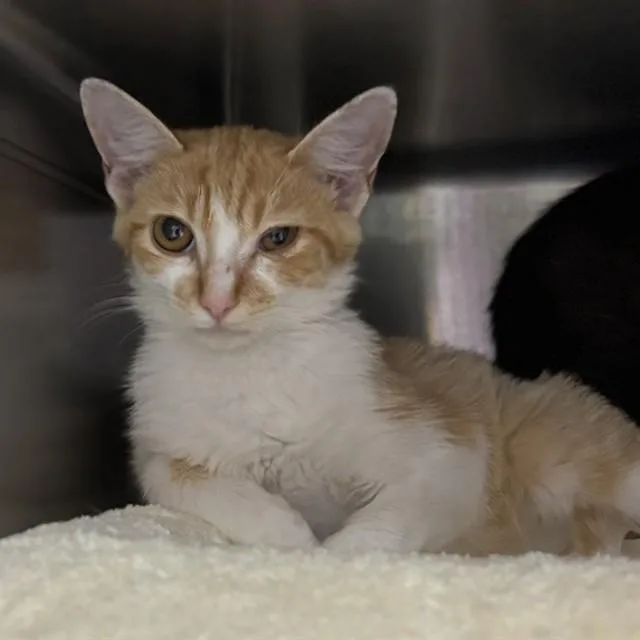 A baby medium-sized male Domestic Short Hair cat named Lugi for adoption in Huntsville, AL
