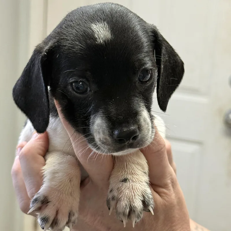 A baby medium-sized male Mixed Breed dog named Cronut for adoption in Columbia, SC