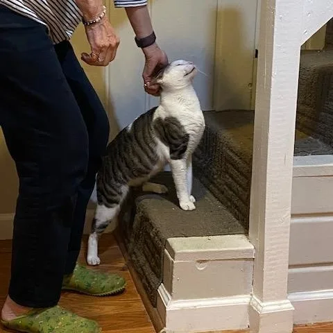 A young medium-sized male Domestic Short Hair cat named Landon for adoption in Fairfax, VA