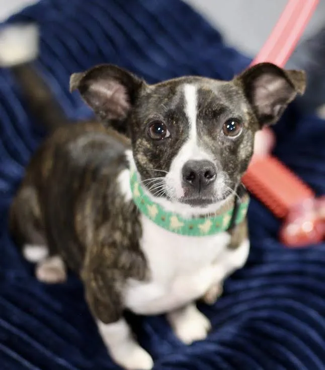 An adult small-sized female Terrier dog named Suzie for adoption in Hayesville, NC