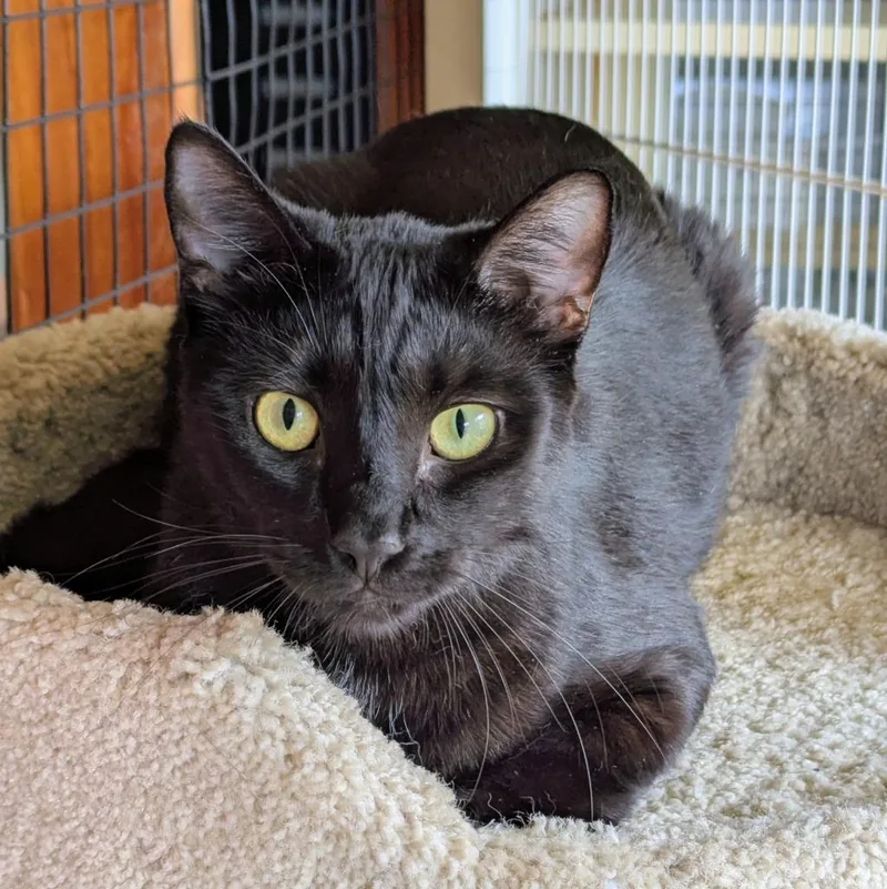 A young medium-sized male Domestic Short Hair cat named Pistachio for adoption in Aberdeen, WA