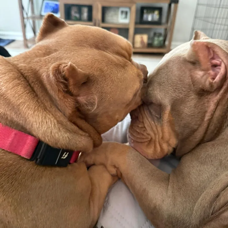 An adult medium-sized female American Bully dog named Maddie & Maizie for adoption in Greer, SC