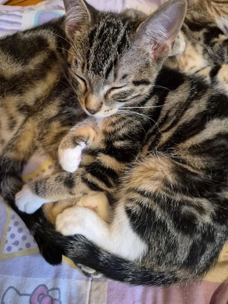 A young medium-sized female Tabby (Brown / Chocolate) Domestic Short Hair cat named Agatha for adoption in Hayward, WI