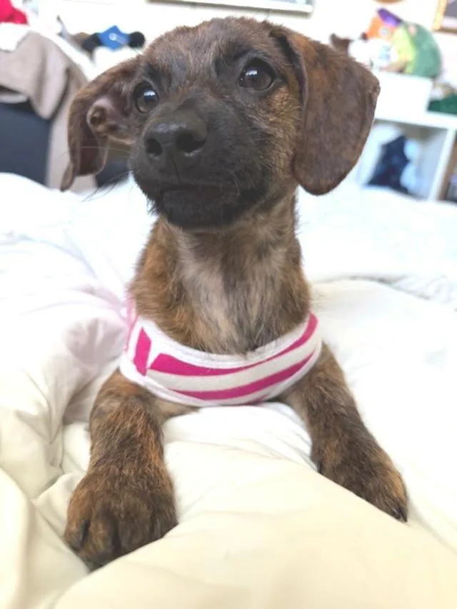 Puppy Ruby   thumbnail 2