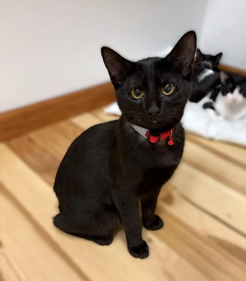 A baby medium-sized male Black Domestic Short Hair cat named Jet for adoption in New Albany, OH