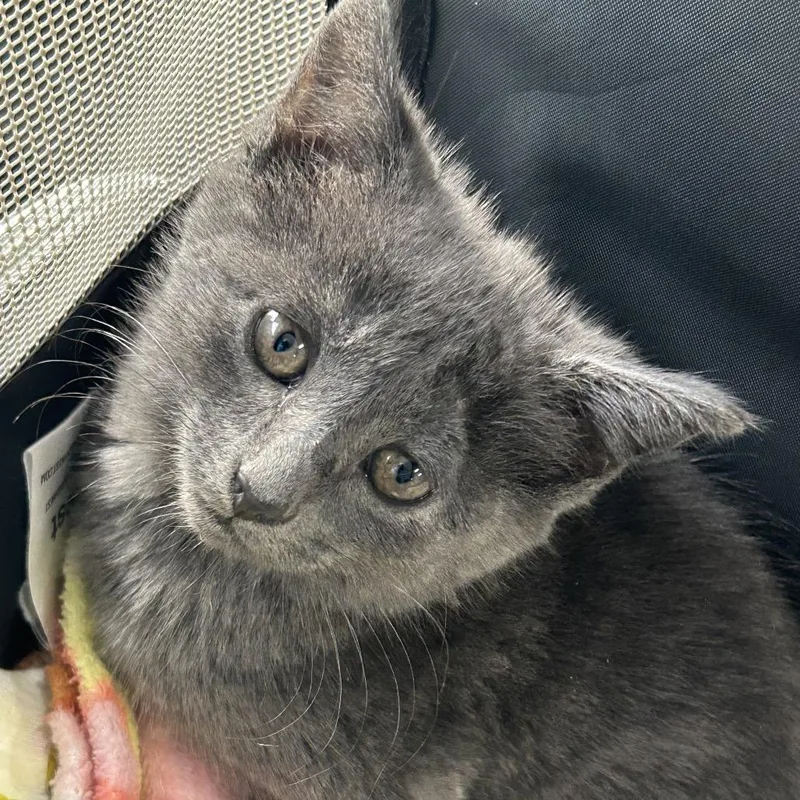 A baby small-sized female Domestic Medium Hair cat named Samantha for adoption in Newark, NJ