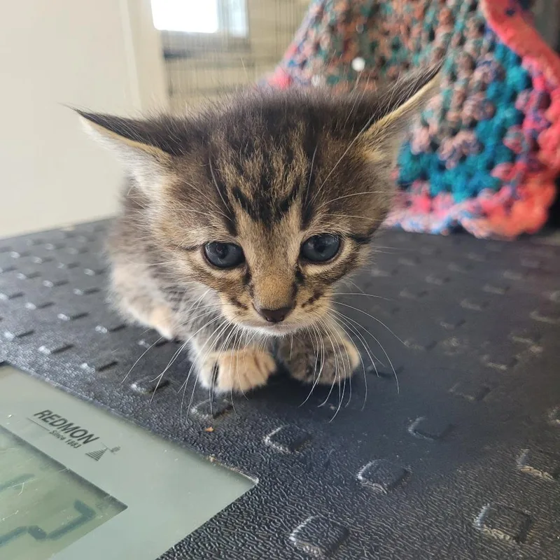 A baby small-sized female Buff / Tan / Fawn Domestic Short Hair cat named Ziggy for adoption in Clarksdale, MS