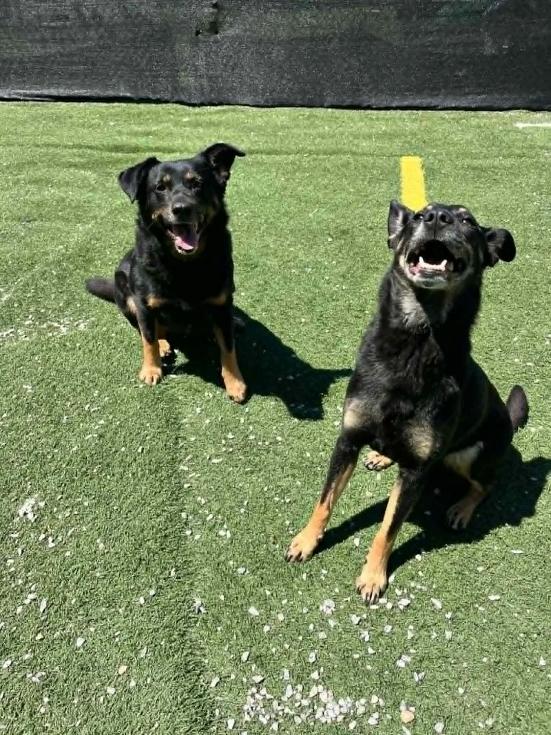 An adult medium-sized female Mixed Breed dog named Buffy and Sookie for adoption in Groton, CT