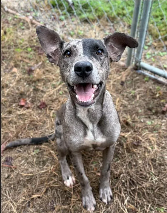 A baby medium-sized female Gray / Blue / Silver Catahoula Leopard Dog dog named Stormy for adoption in Eutawville, SC