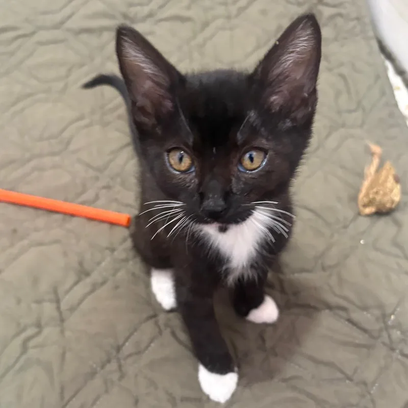 A baby small-sized female Black Domestic Medium Hair cat named Capers for adoption in San Pablo, CA